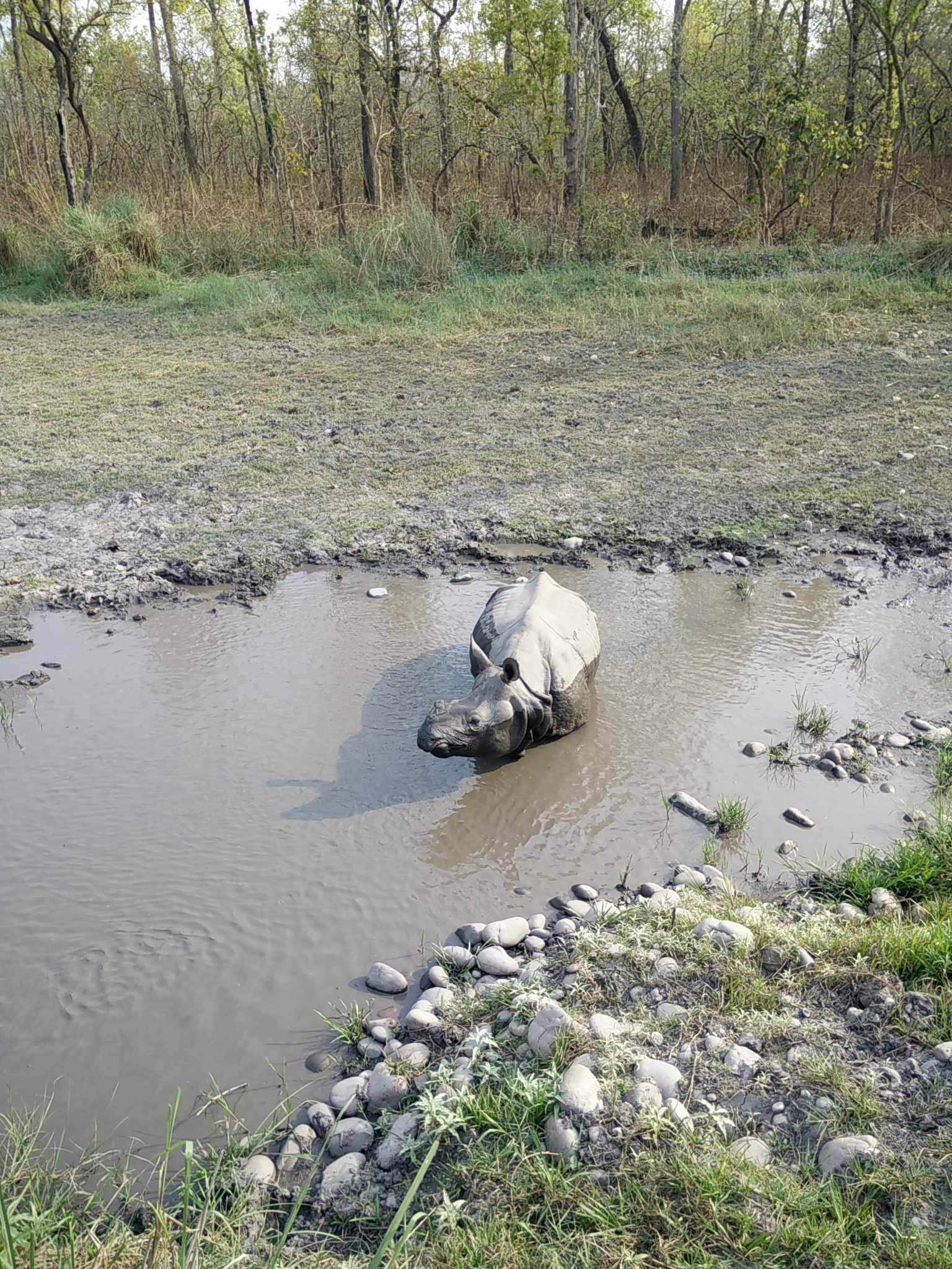 A rhino bathing at Chitwan National Park
