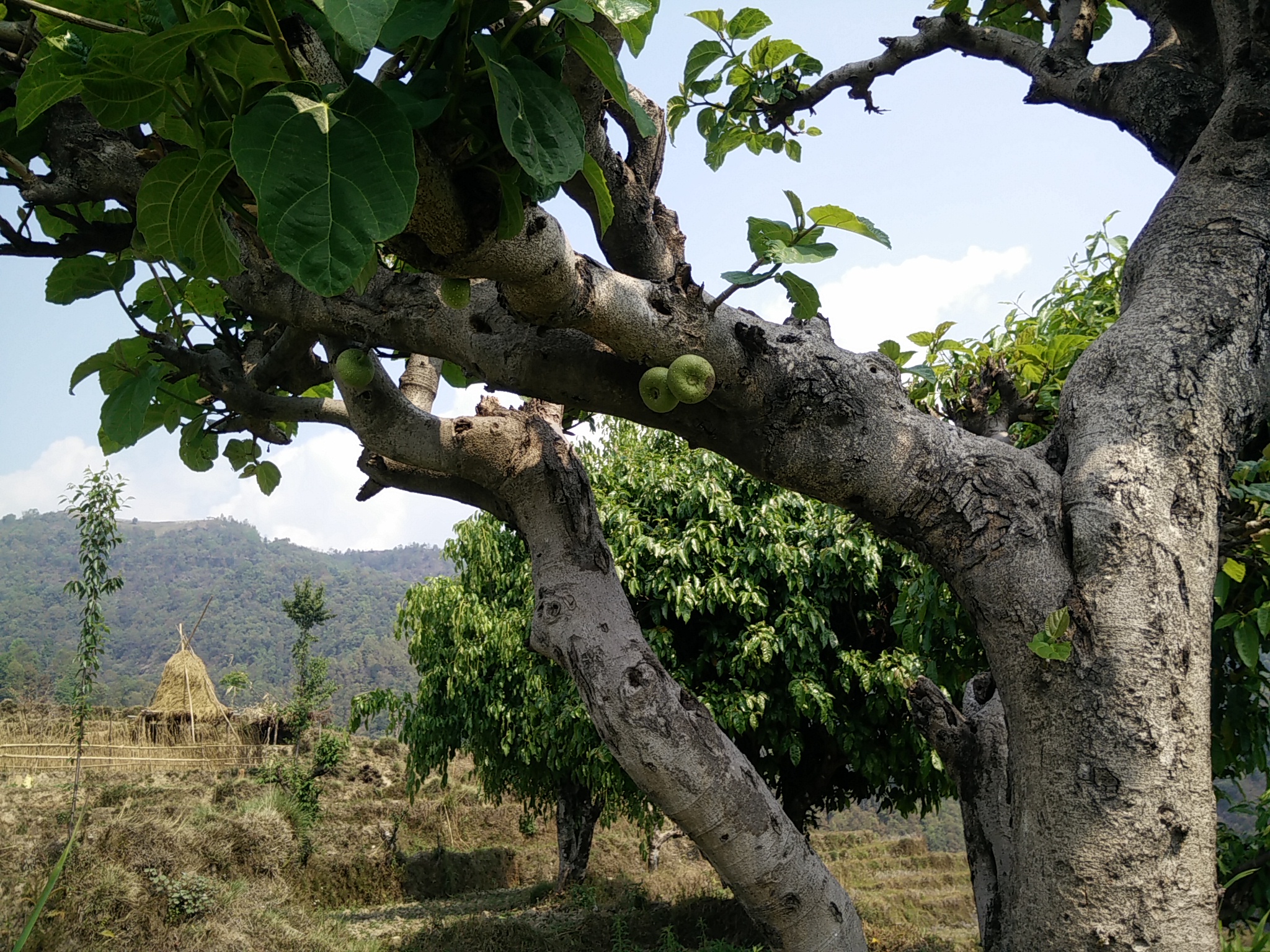 Fruit on the Dhampus trail