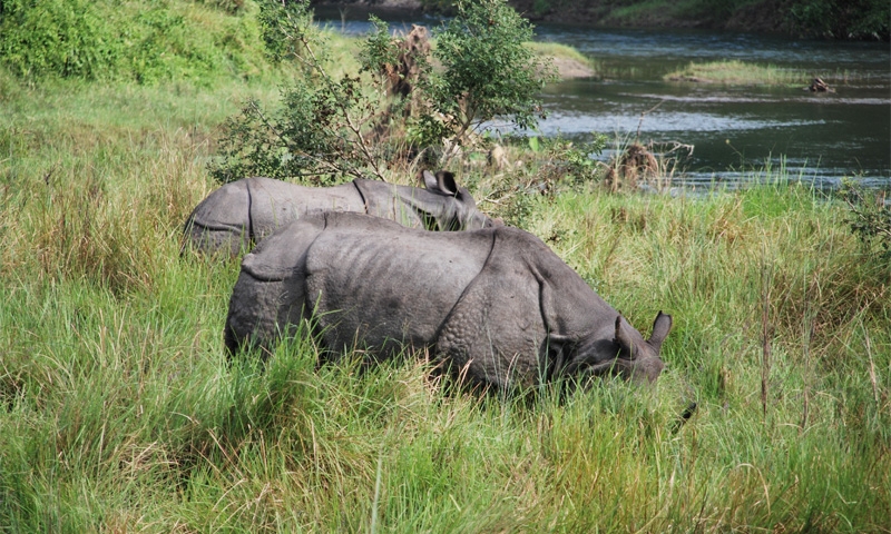 Chitwan Jungle Safari