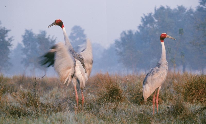 Koshi Tappu Wildlife Safari