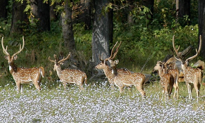 Shuklaphanta Wildlife Reserve Safari